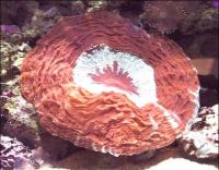مرجان دونات دشایِسیا نای (Deshayesiana donat crl. red)