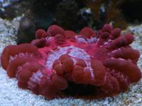 مرجان دونات لاکریمالیس (Lacrymalis donat crl. red)