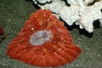 مرجان دونات لاکریمالیس (Lacrymalis donat crl. red)