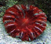 مرجان دونات دشایسیا نای (Deshayesiana donat crl. multi)