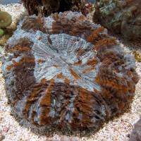مرجان دونات دشایسیا نای ( Deshayesiana donat crl. multi)