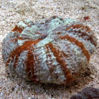 مرجان دونات دشایسیا نای ( Deshayesiana donat crl. multi)