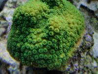 مرجان دگمه ای میکرو (Microphthalma knob)