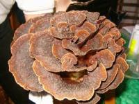 مرجان خار پشت لایه لایه (Lamellosa hedgehog)