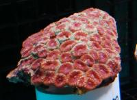 مرجان آناناس پالیدا (Pallida pineapple crl. red)