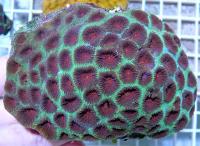 مرجان آناناس پالیدا (Pallida pineapple crl. red)