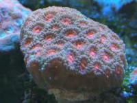 مرجان آناناس پالیدا (Pallida pineapple crl. red)