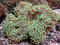 لنگر مرجان یوفیلیا (Euphyllia ancora )
