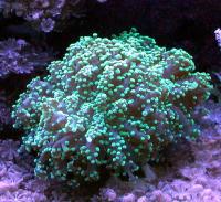 مرجان هشت تخمی (Octospawn)