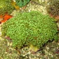 مرجان هشت تخمی (Octospawn)