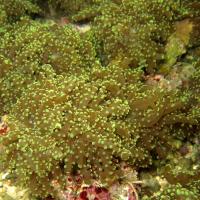 مرجان تخم قورباغه ای (Frogspawn)