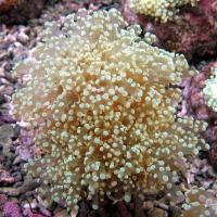 مرجان هشت تخمی (Octospawnbranch)