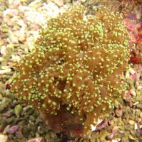 مرجان تخم قورباغه ای (Frogspawn)