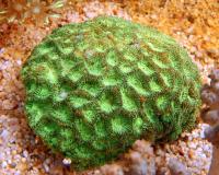 مرجان آناناسی (Pineapple)