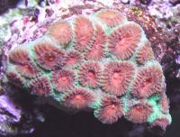 مرجان آناناس پالیدا (Pallida pineapple crl. red)