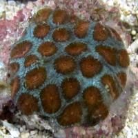مرجان آناناس پالیدا (Pallida pineapple crl. red)