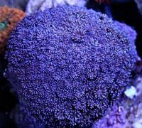 مرجان لیمویی لُوبوتا ( Lobata lemon crl. purple)