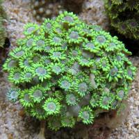 مرجان لیمویی مینور (Minor lemon crl. green)