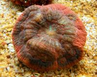 مرجان دندانی ویتی اِنسیس (Vitiensis tooth crl. red)