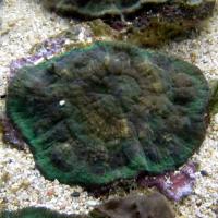مرجان دندانی ویتی اِنسیس (Vitiensis tooth crl. green)