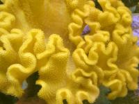 مرجان چرمی زرد (Yellow Leather Coral)