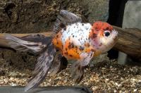 گلدفیش کالیکوی اوراندا (862  Calico Oranda)