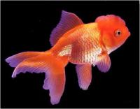 گلدفیش اوراندای قرمز (Red Oranda)