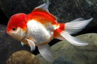 گلدفیش اوراندای سفید و قرمز (861  Red & White Oranda)