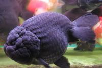 گلدفیش رنچو مشکی (Black Ranchu)