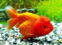 گلدفیش کله شیری (Red Lion Head Ranchu)