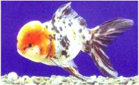 گلدفیش سر ژله ای کالیکو (Calico Jelly head goldfish)