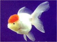 گلدفیش اوراندای کلاه قرمز (Red Capped Oranda)