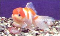 گلدفیش سر ژله ای سفید و قرمز (Red & white Jelly head goldfish)