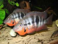 سیچلاید دهان آتشین (Firemouth Cichlid)