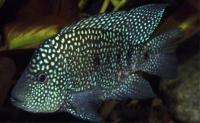 سیچلاید مرواریدی (Pearlscale Cichlid)