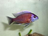 سیچلاید کادانگو قرمز هاپلوکرومیس (Haplochromis Red Kadango)