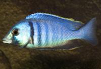 سیچلاید جانی (Haplochromis Jahni)