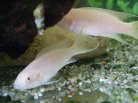 سیچلاید آلبینو بریچاردی (Brichardi Albino)