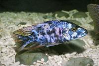 سیچلاید OB دِمیسدیوکرومیس (Demisdiochromis OB)