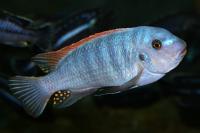 سیچلاید فو لِبورنی (Fuelleborni Cichlid)