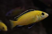 سیچلاید زرد لامبیدوکرومیس (Lambidrochromis Yellow)