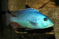 سیچلاید فاسکو هاپلوکرومیس (Haplochromis Fusco)