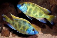 سیچلاید وِنوستوس هاپلوکرومیس ( Haplochromis Venustus)