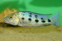 Haplochromis Rostratus