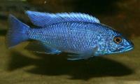 سیچلاید آبی الکتریک هاپلوکرومیس (  Haplochromis Electric Blue)