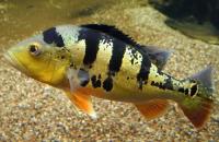 سیچلاید طاووسی (  Peacock Cichlid)