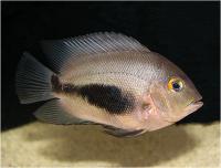 سیچلاید مثلثی آبی (  Blue Triangle Cichlid)