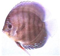 دیسکاس معمولی (Regular Discus)