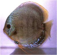 دیسکاس قهوه ای آبی (Blue Brown Discus)