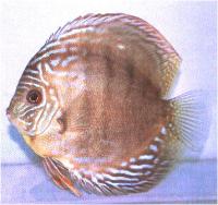 دیسکاس قهوه ای سبز (Green Brown Discus)